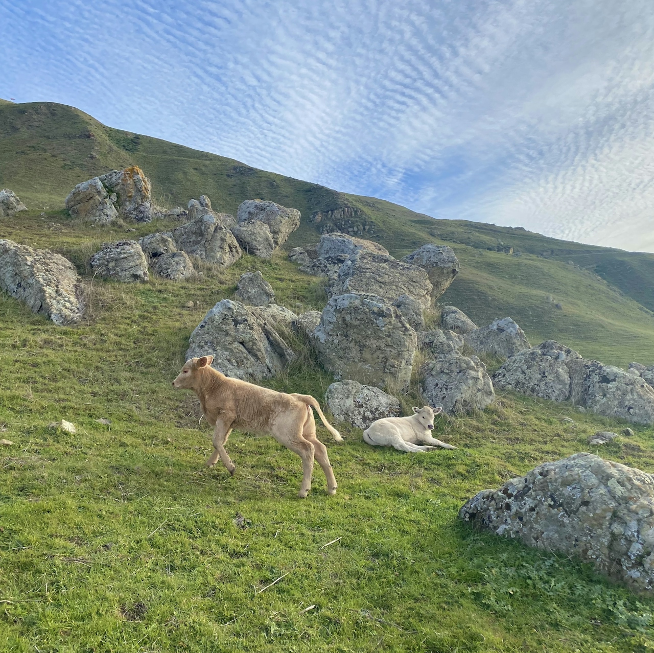 Cows on the pastureland at Ed R Levin County Park in the East Bay 