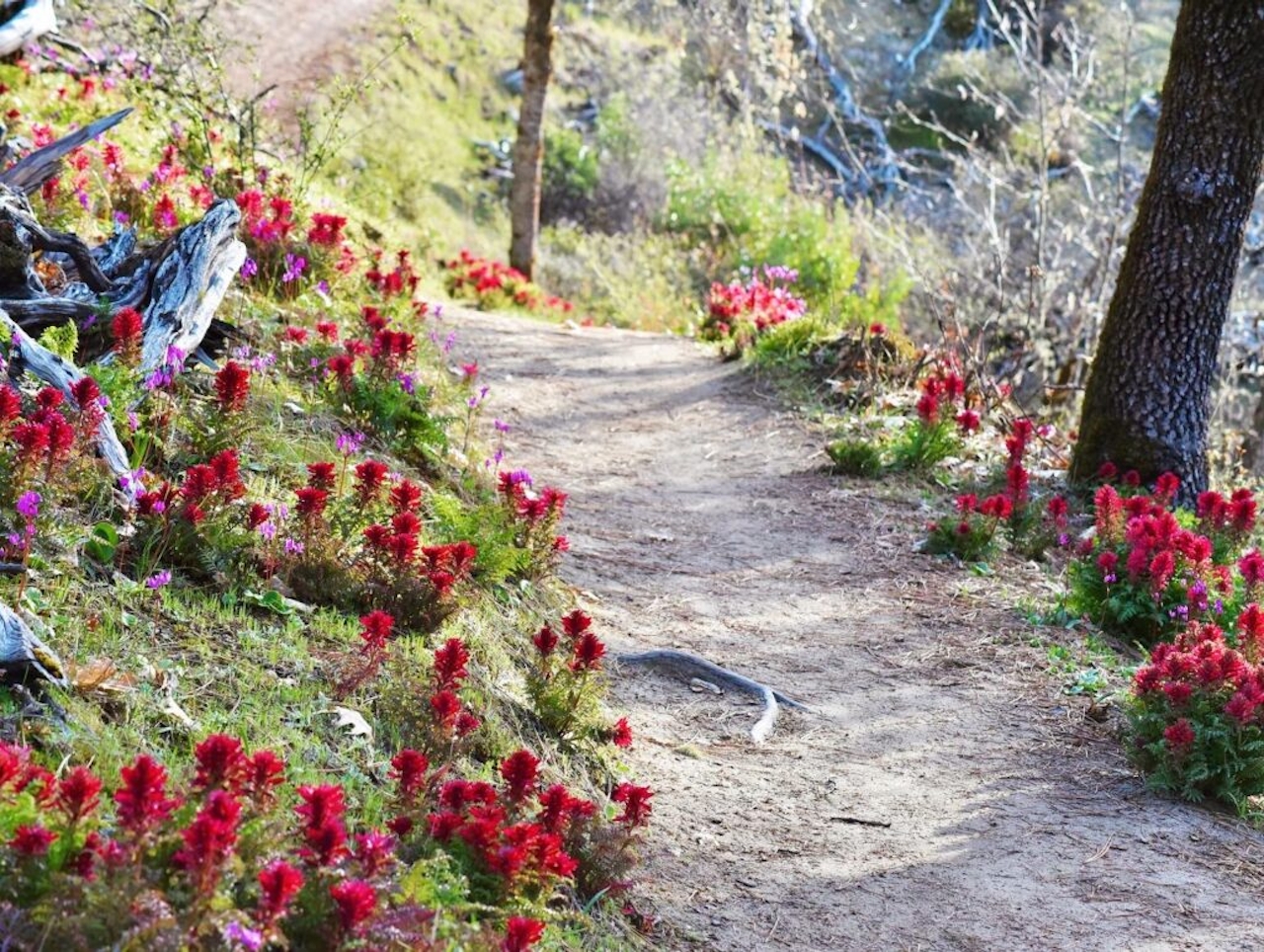 wildflower hiking Grants pass