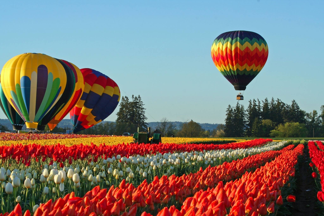 Wooden Shoe Tulip Farm Oregon