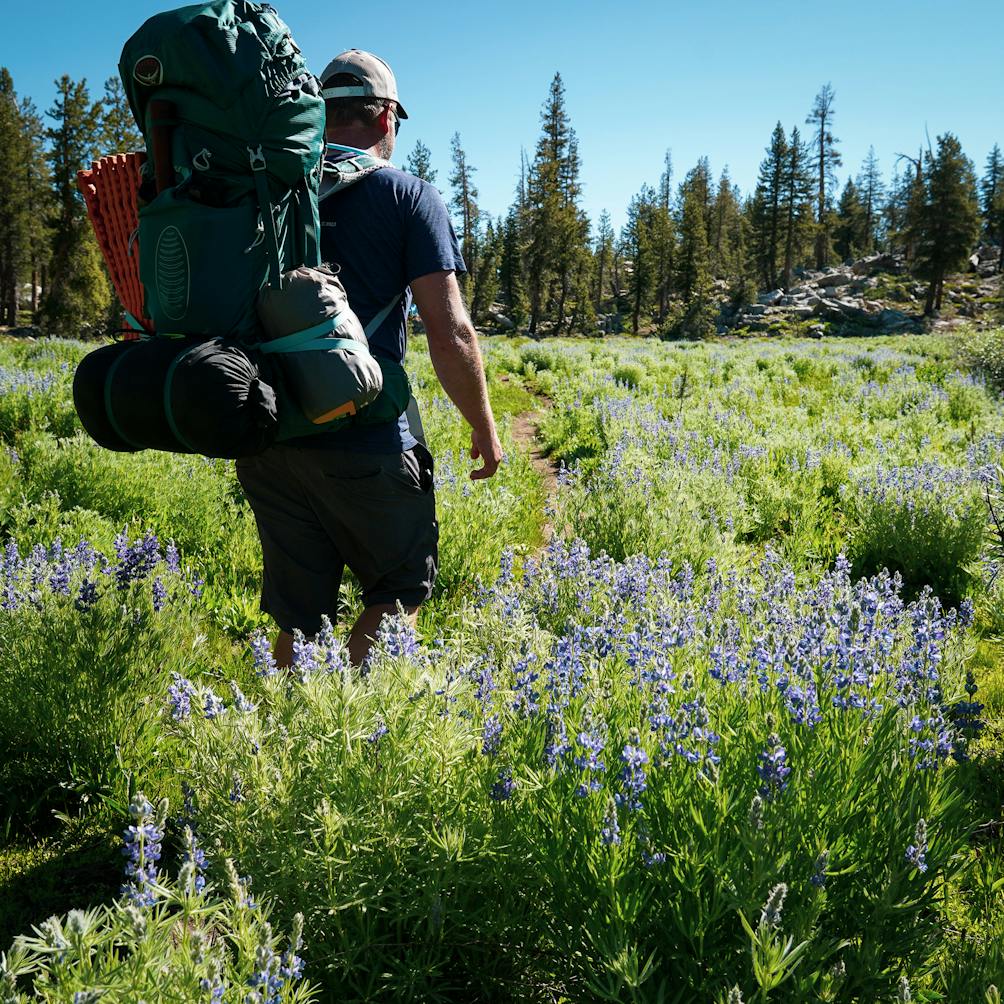 wildflowers and hiker in the Emigrant Wilderness