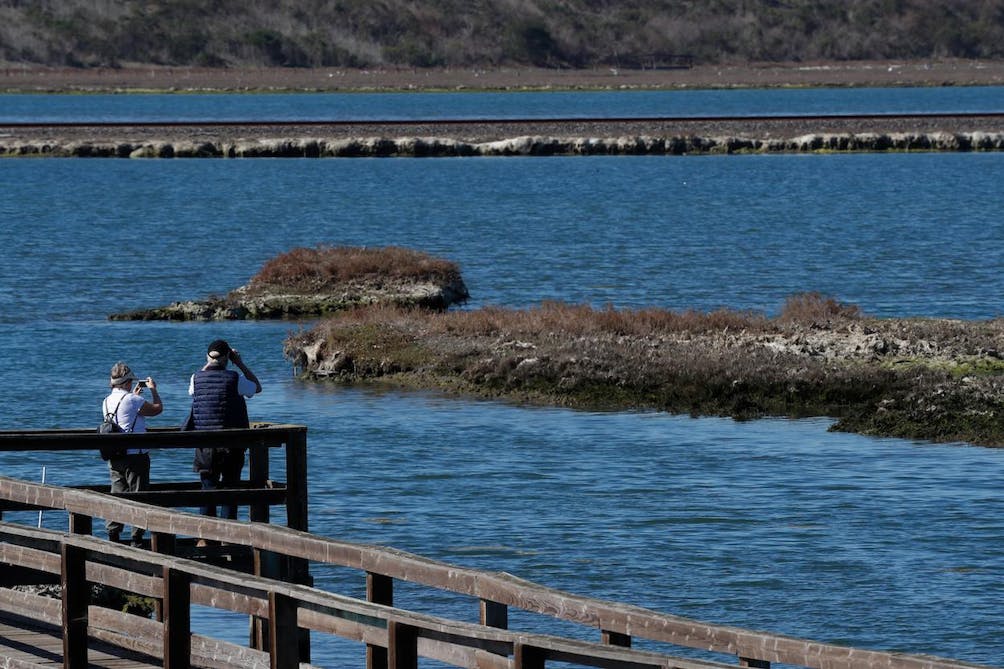 birding at Elkhorn Slough