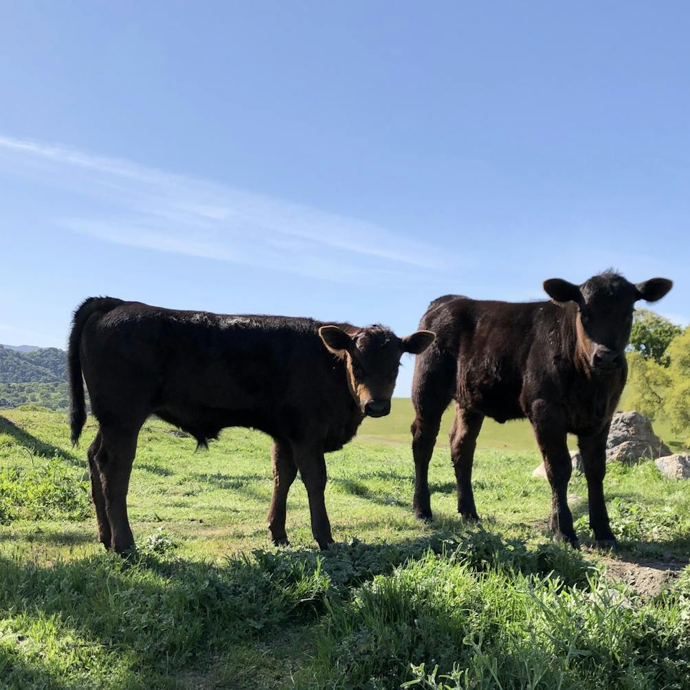 Two cows on the trailside hills at Calero County Park in the South Bay 