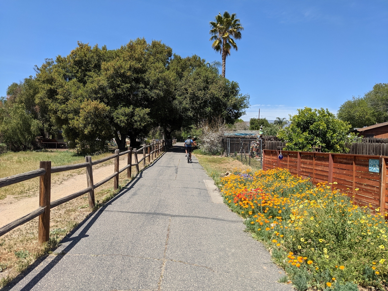 Bike rider on a floral section of the Ojai to Ventura bike trail with a palm tree in the foreground 