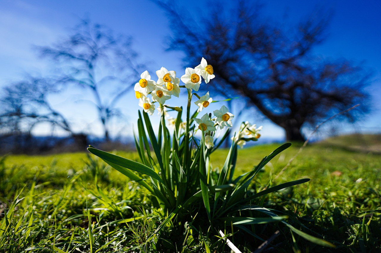 daisy flowers set at the top of Lawson Picnic area at Hood Mountain in Sonoma Valley 