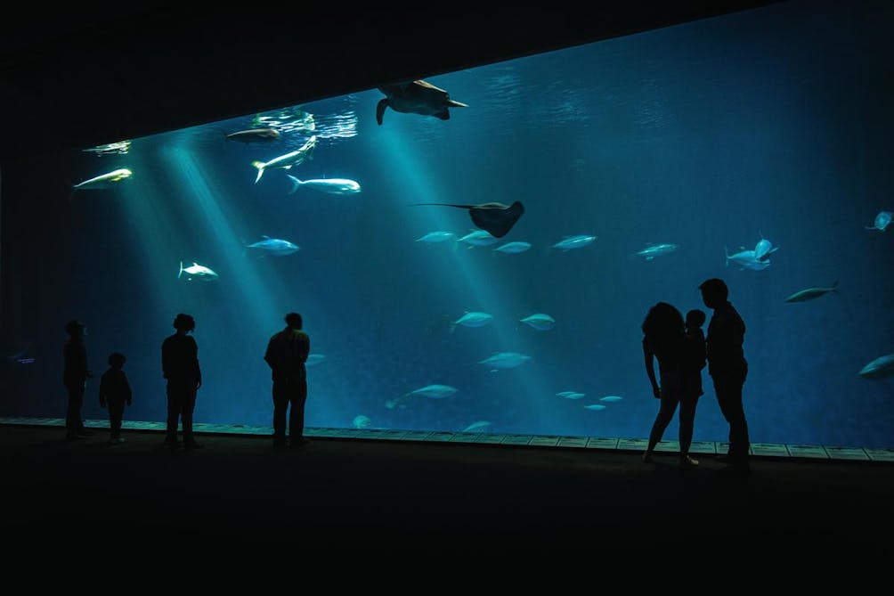 Open Sea Galleries Monterey Bay Aquarium