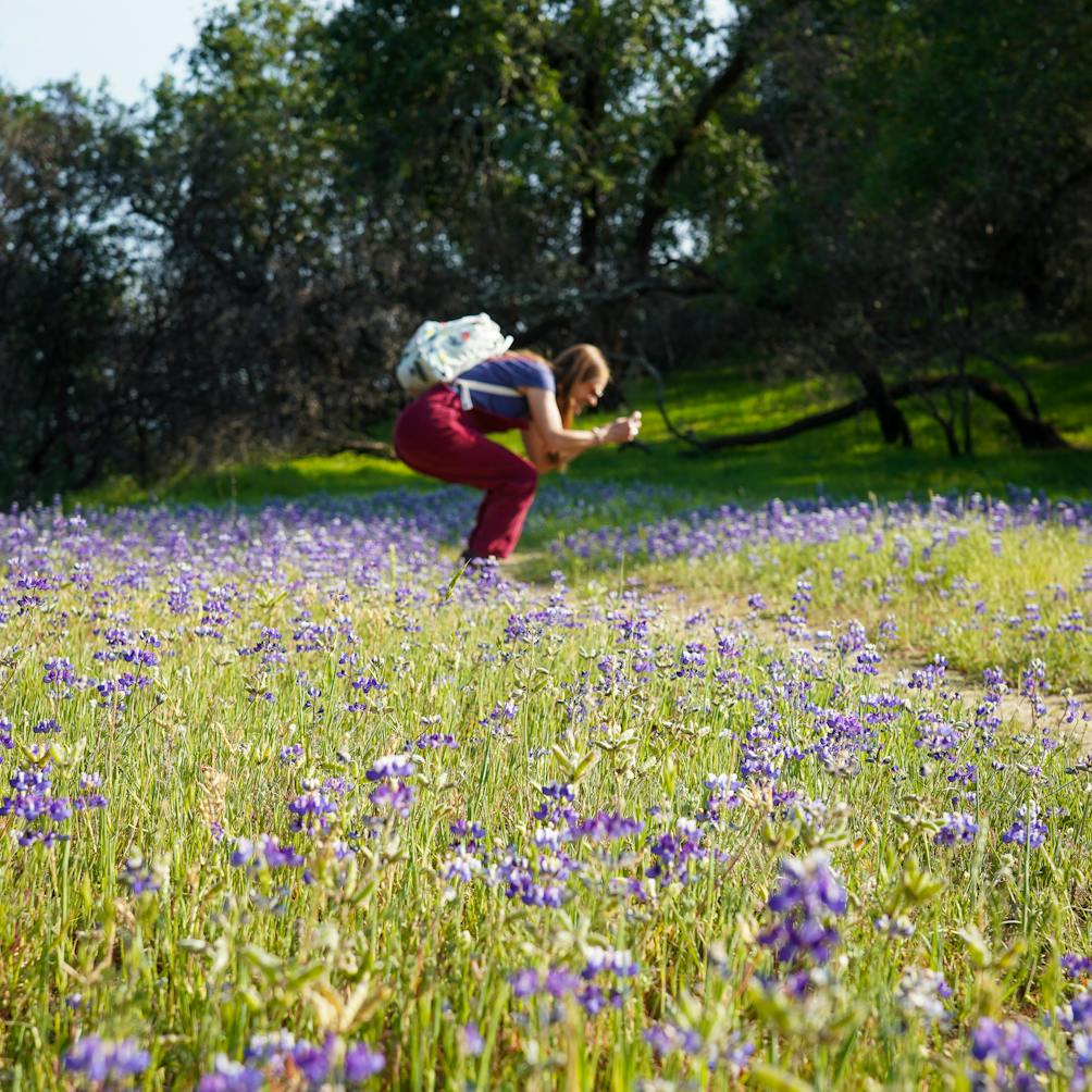 Hiker crouching to take a phone photo of lupine wildflowers at Healdsburg Ridge Open Space Preserve 