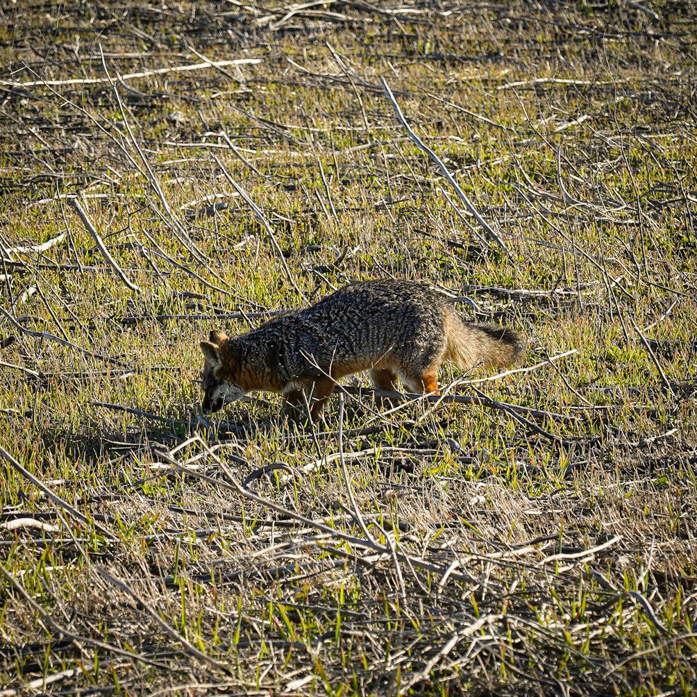 island fox on Santa Cruz Island at Channel Islands National Park of Ventura County Coast 