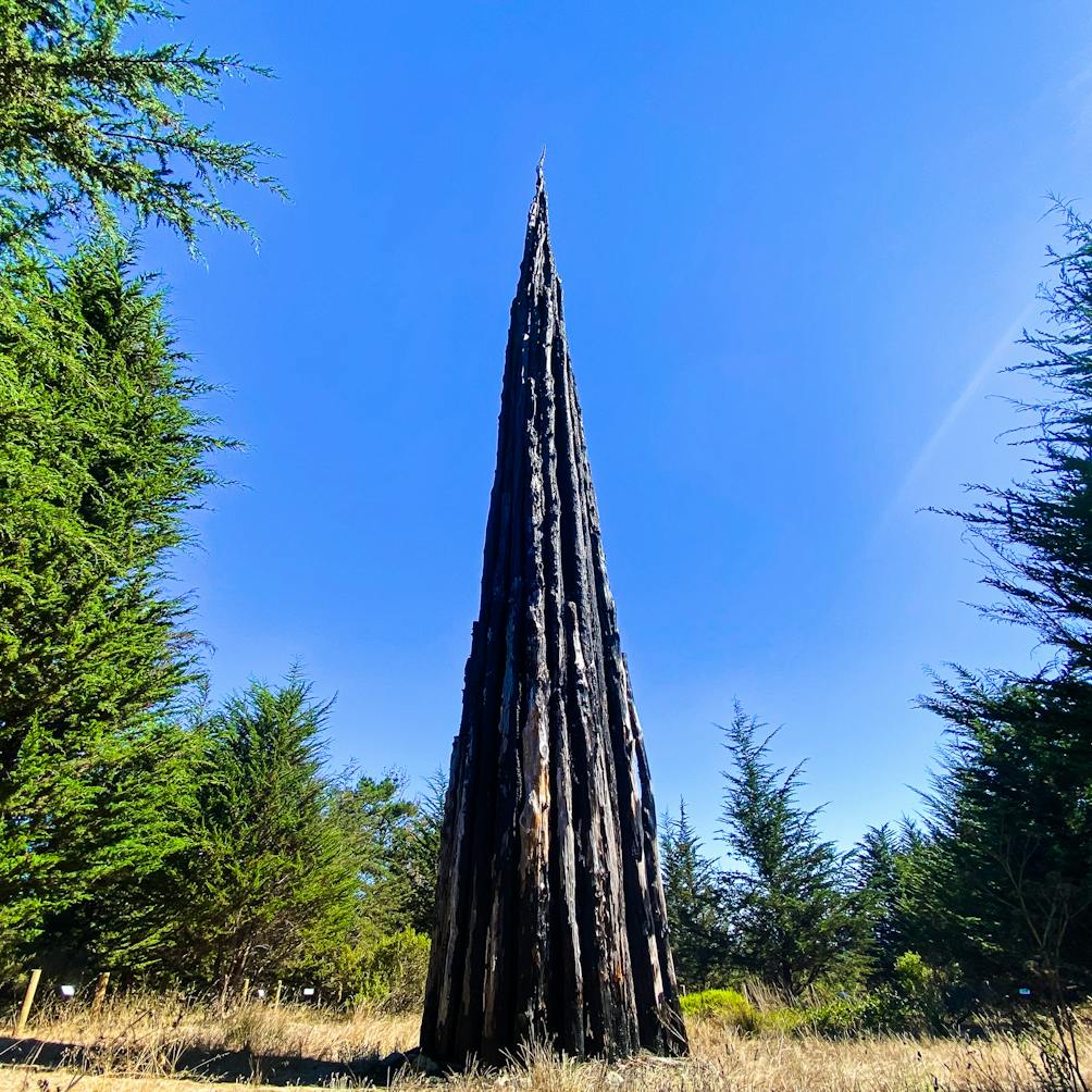 Andy Goldworthy's cypress art installation The Spire in Presidio San Francisco 