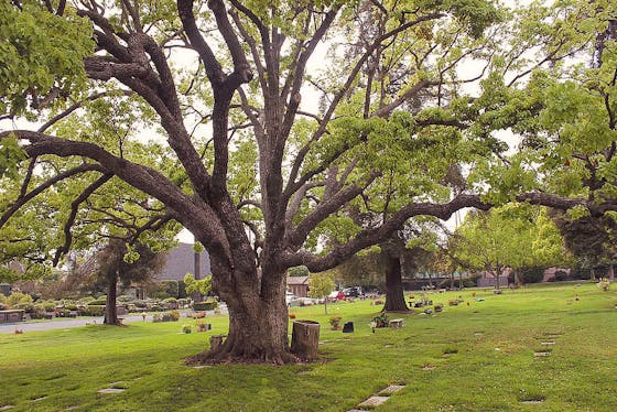 Los Angeles Pierce Brothers Westwood Village Memorial Park
