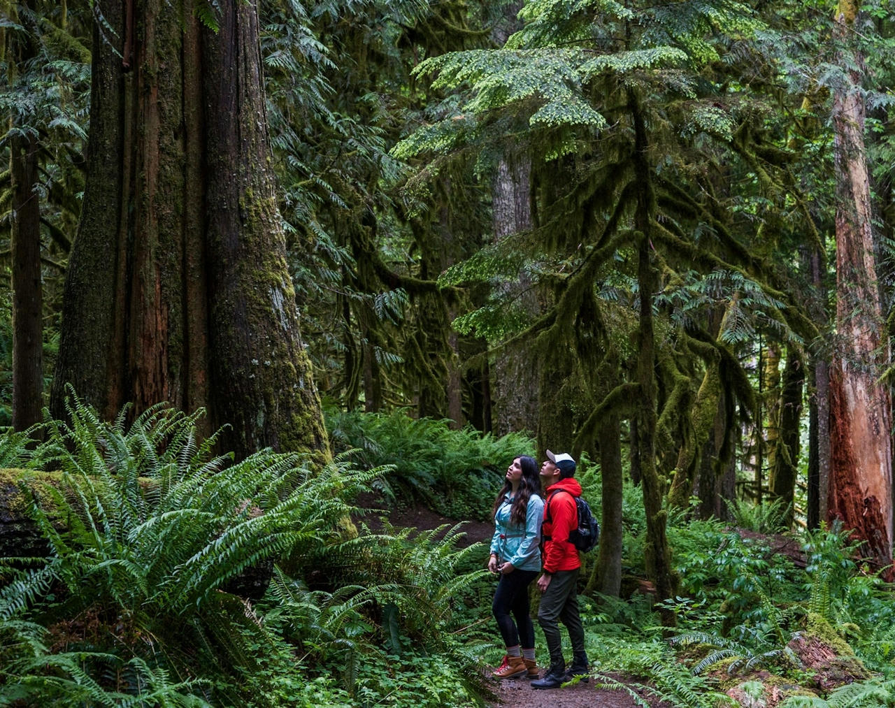 Old Growth forest Mt Hood