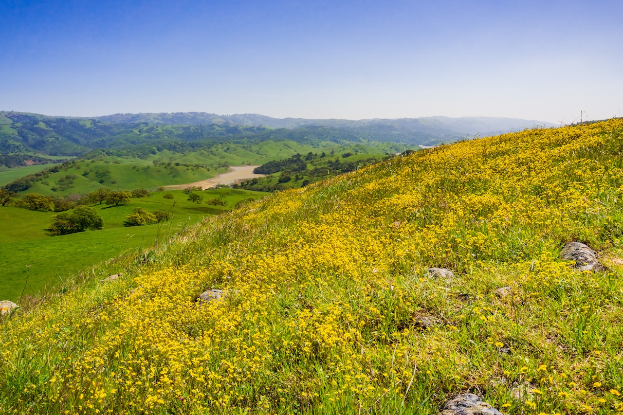 wildflowers