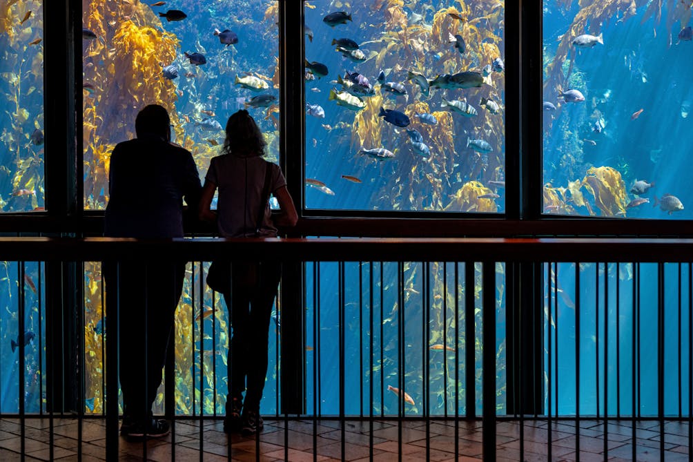couple viewing kelp forest