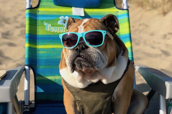 A boxed dog sitting on a deckchair wearing sunglasses