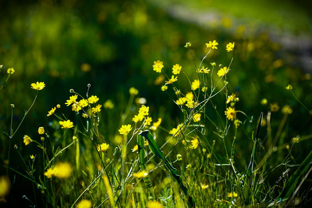 buttercup wildflowers at Sonoma Valley Regional Park 