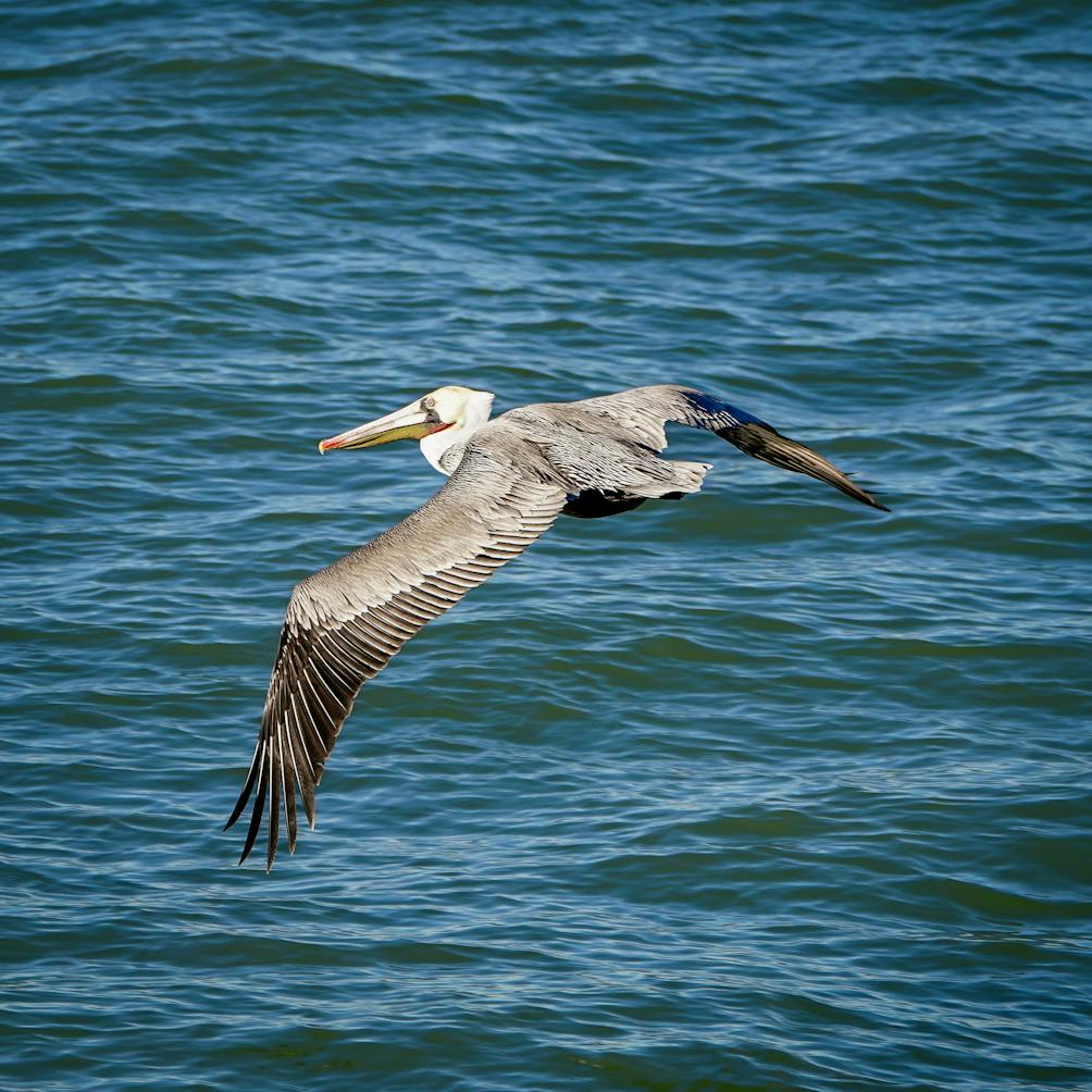 Pelican Channel Islands