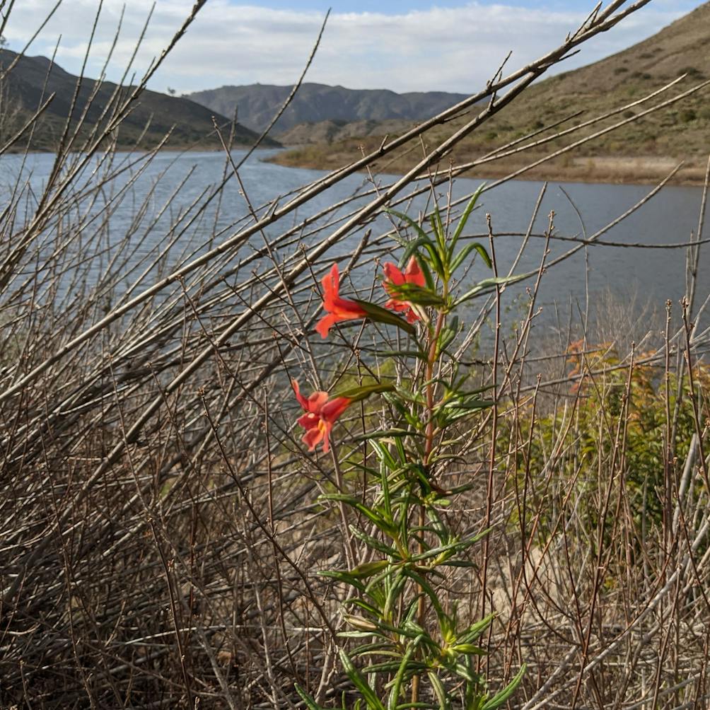 Red flowers in foreground of Lake Hodges in Escondido San Diego County 