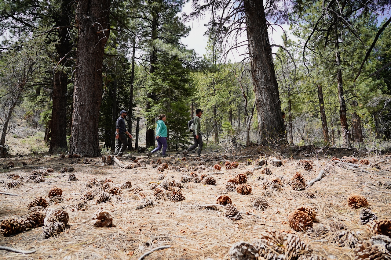 hikers on the Thomas Creek Trail in Mount Rose Wilderness Reno