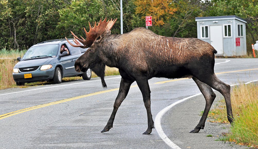 moose crossing street in Anchorage Alaska