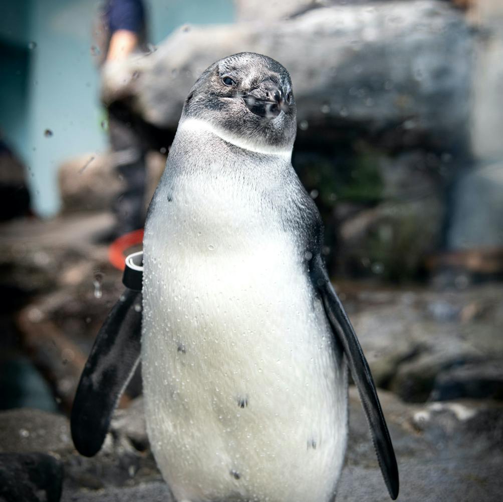 penguin at Monterey Bay Aquarium