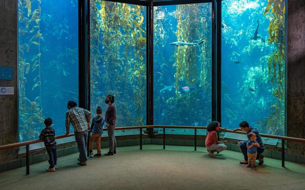 Kelp forest at Monterey Bay Aquarium