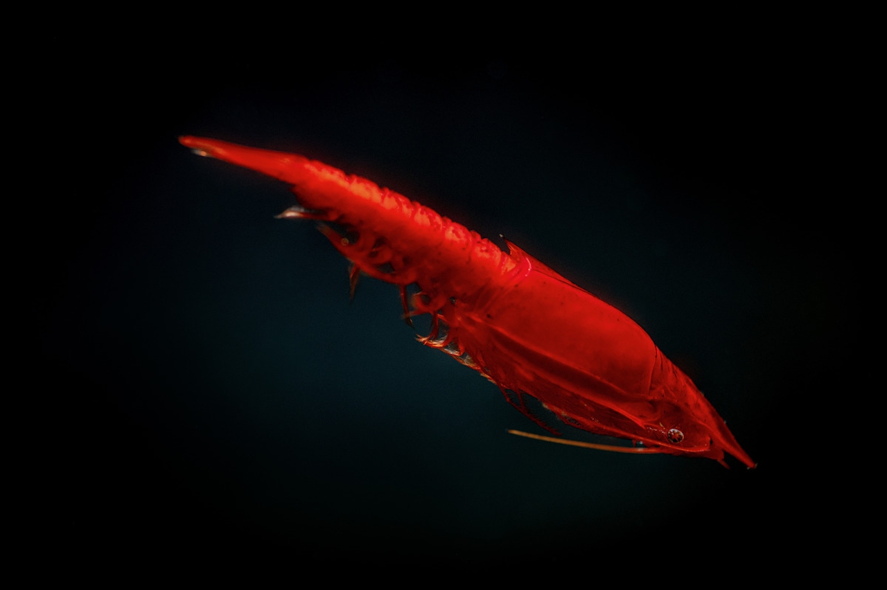 red shrimp