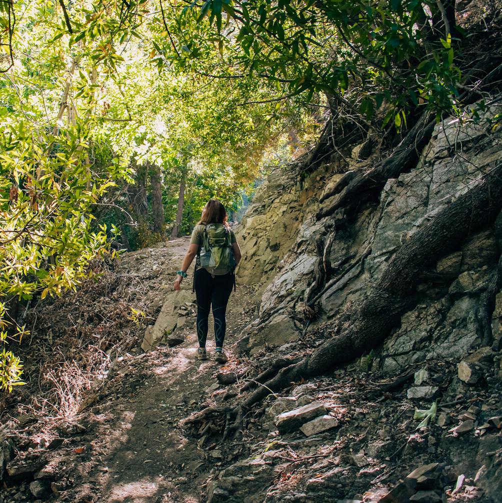 Woman walking through a forested section of the Bear Canyon Trail in Angeles National Forest Los Angeles County 