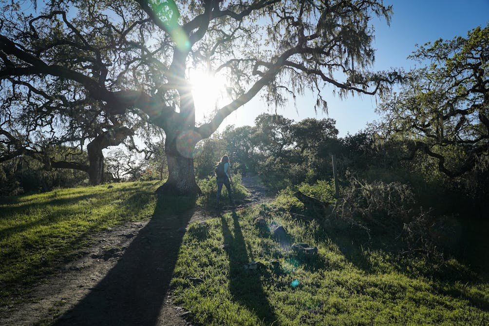 Giant oak tree in Crane Creek Regional Park Sonoma County 