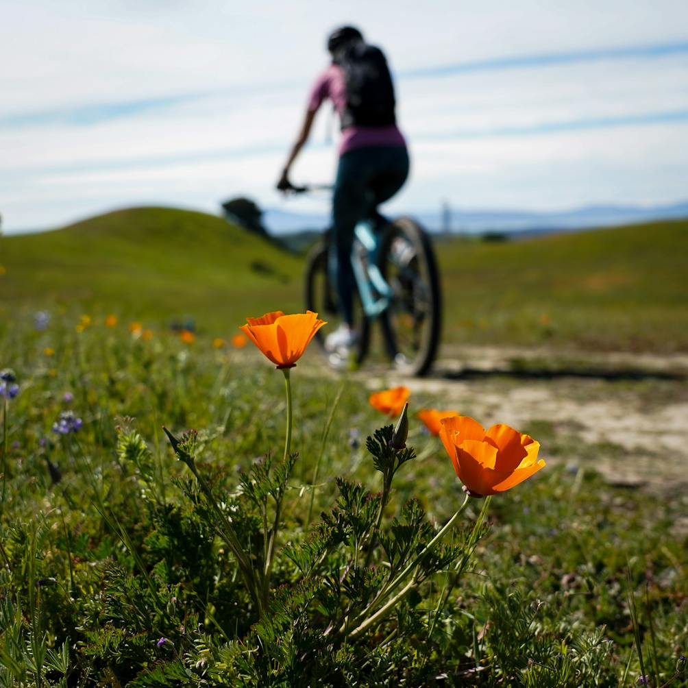Biker riding by trailside poppies at Fernandez Ranch in Martinez East Bay 