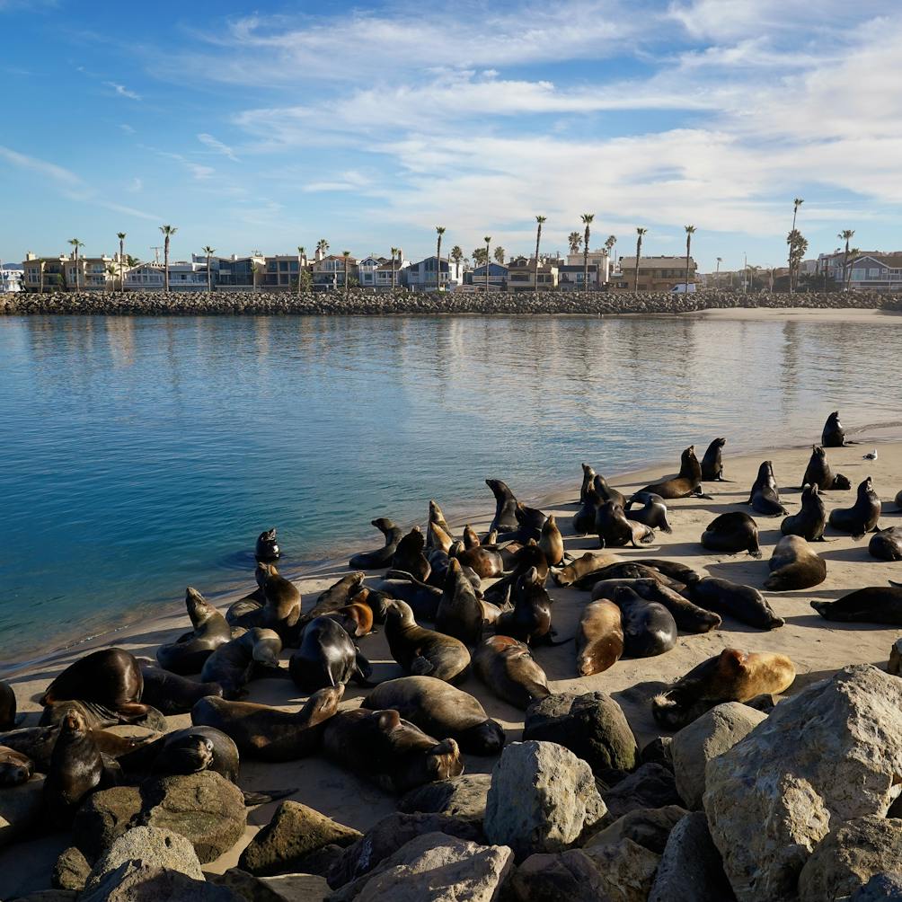 sea lions at Channel Islands Harbor in Oxnard