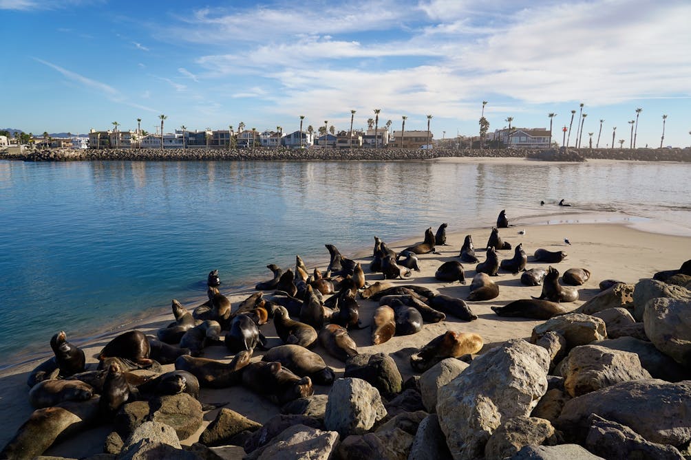 Sea Lions at Channel View Park in Oxnard 
