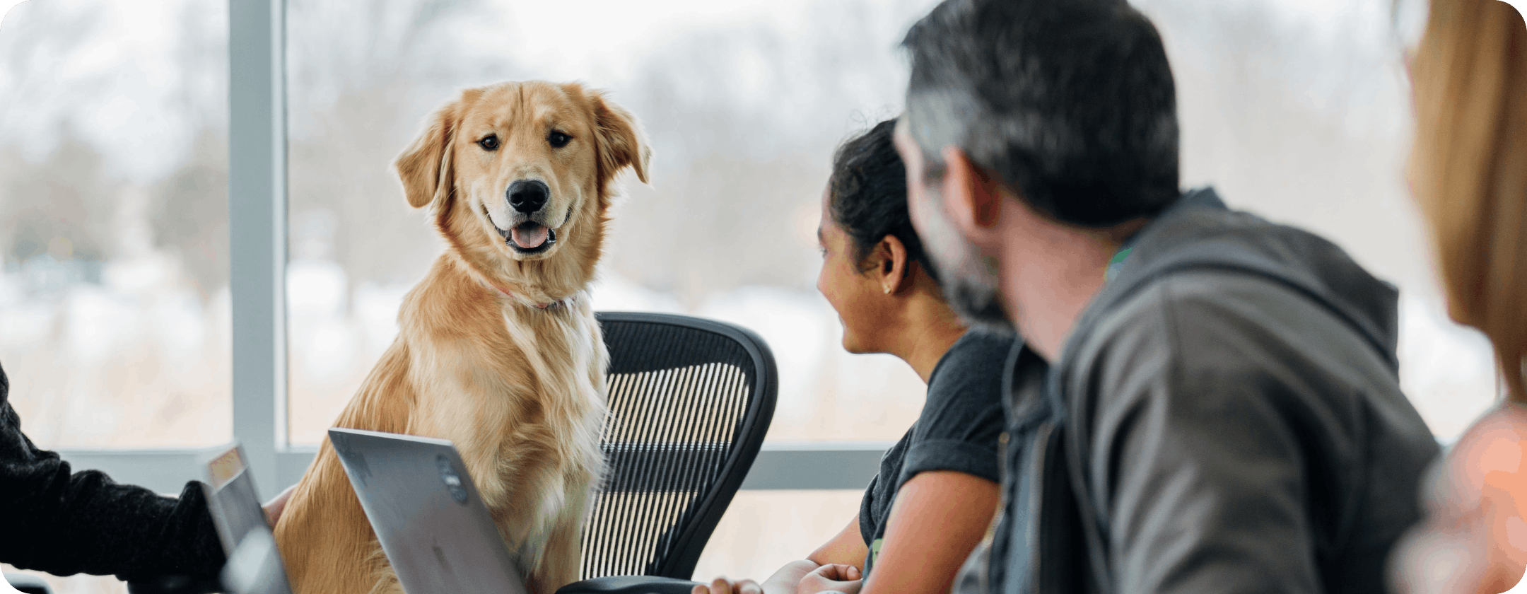 Dog Sitting in an office chair