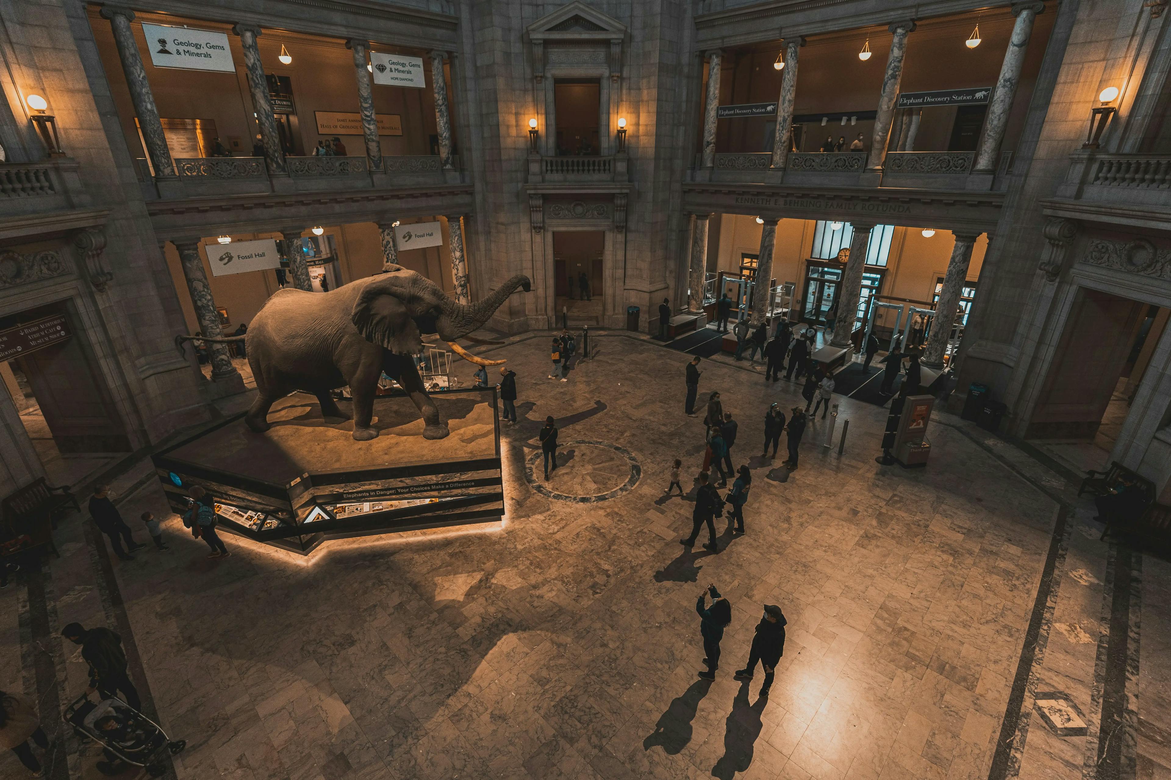 Visitatori nell'iconico salone d'ingresso del Museo Nazionale di Storia Naturale Smithsonian 