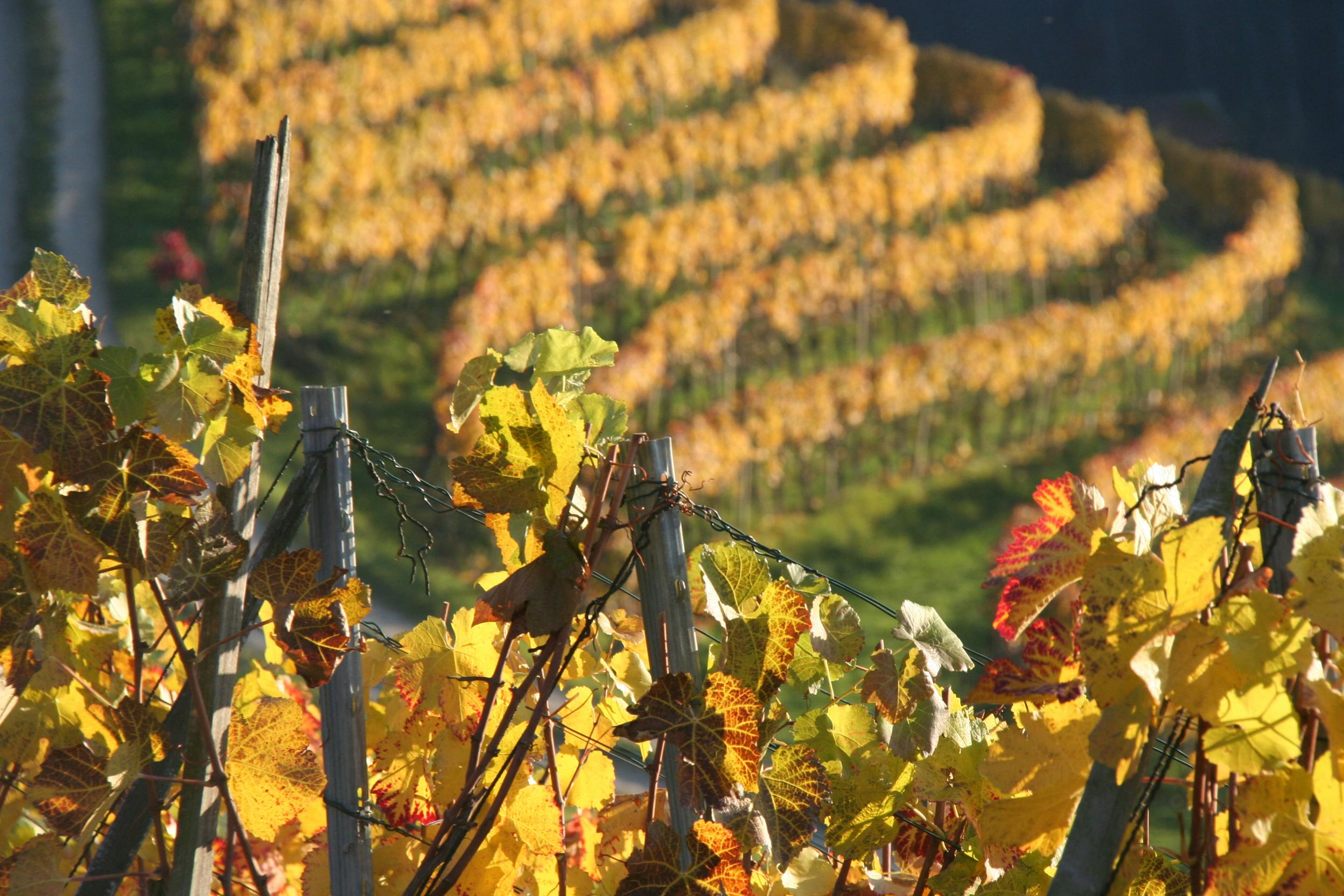 Rebberg im Herbst