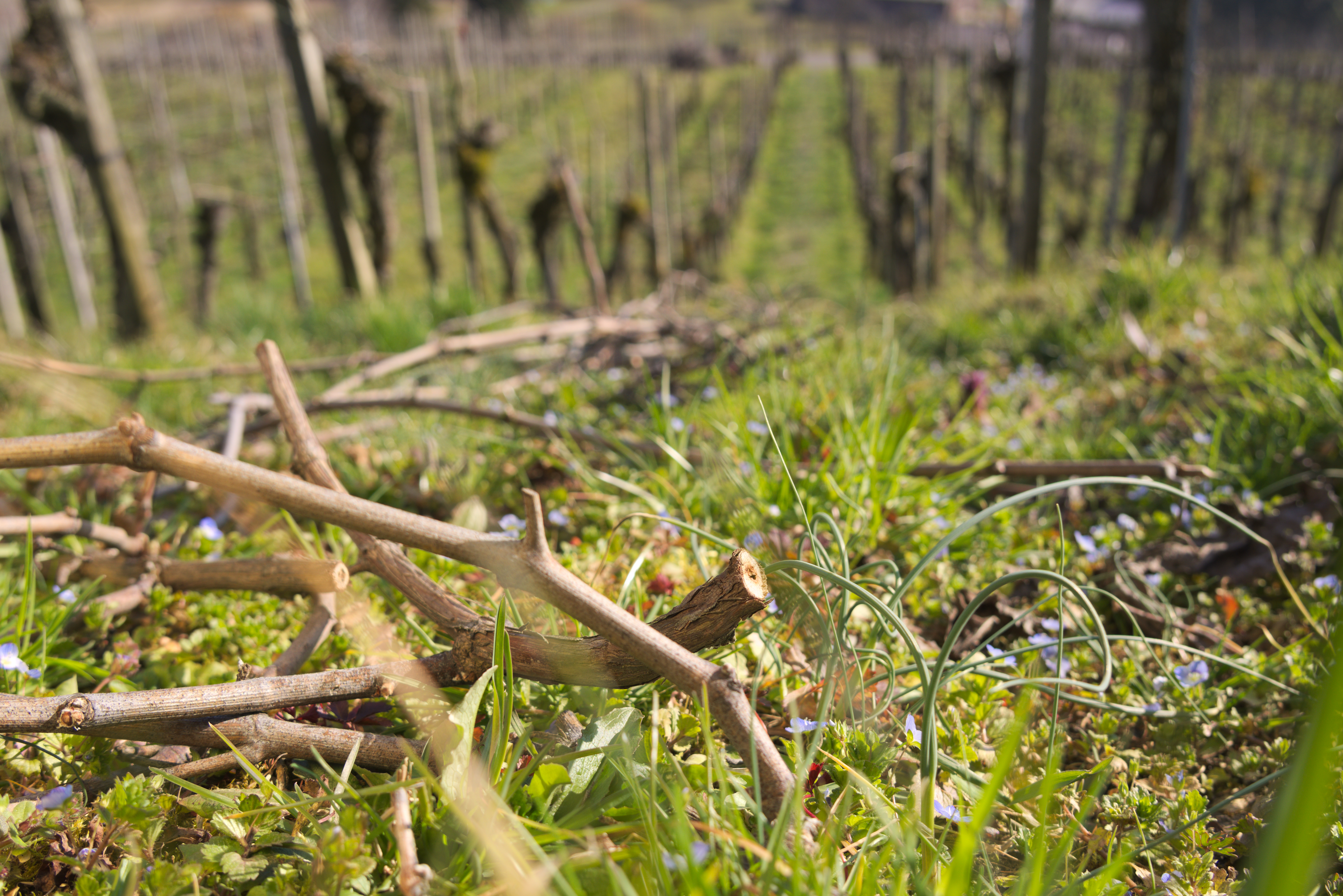 geschnittenes Rebholz in einer Frühlingswiese zwischen Reben