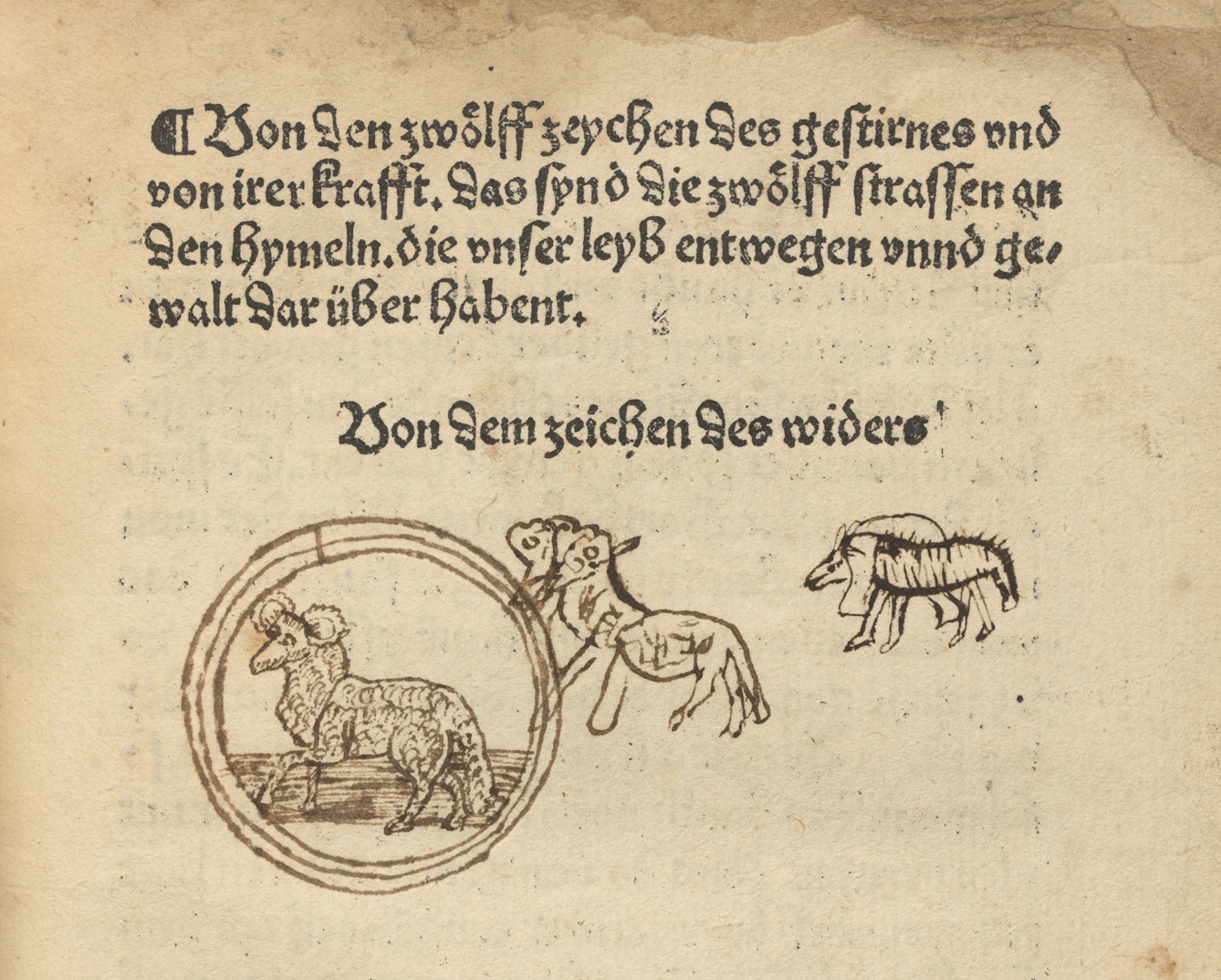 Photograph of a page from an early printed book where a previous owner has had a go at copying an illustration of a ram.