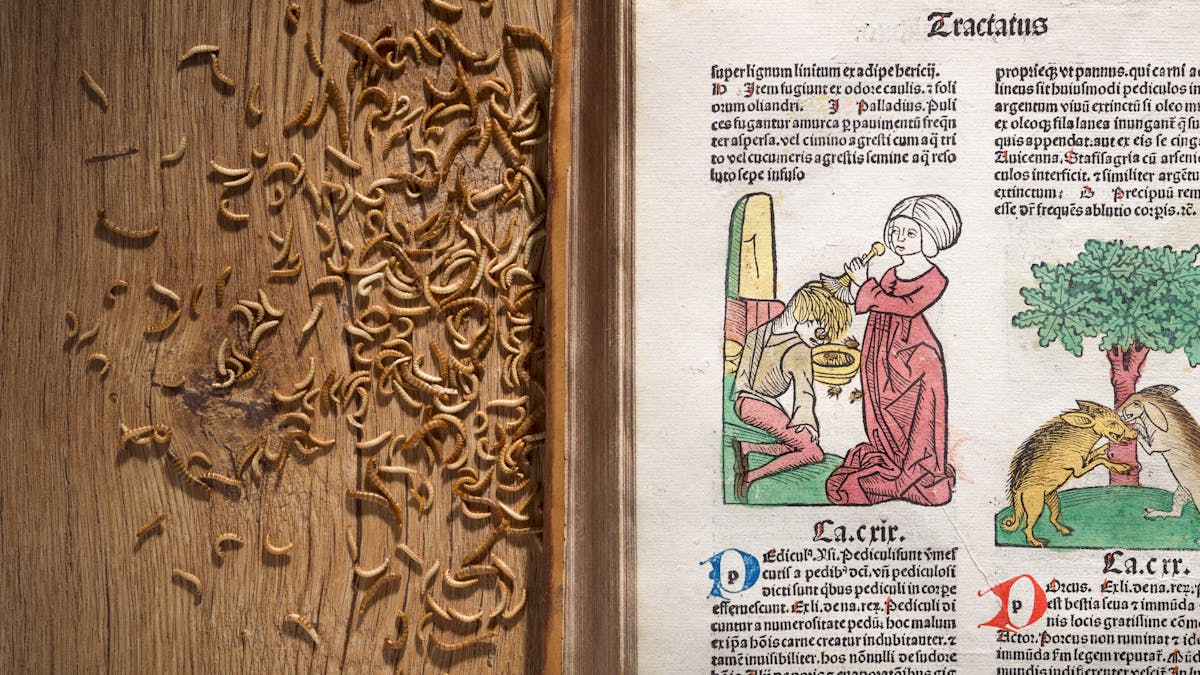 Photograph of an illustration in an early printed book from the 15th century of a woman removing head lice from a young boy. behind the book on a wooden table top there is a gathering of worms.