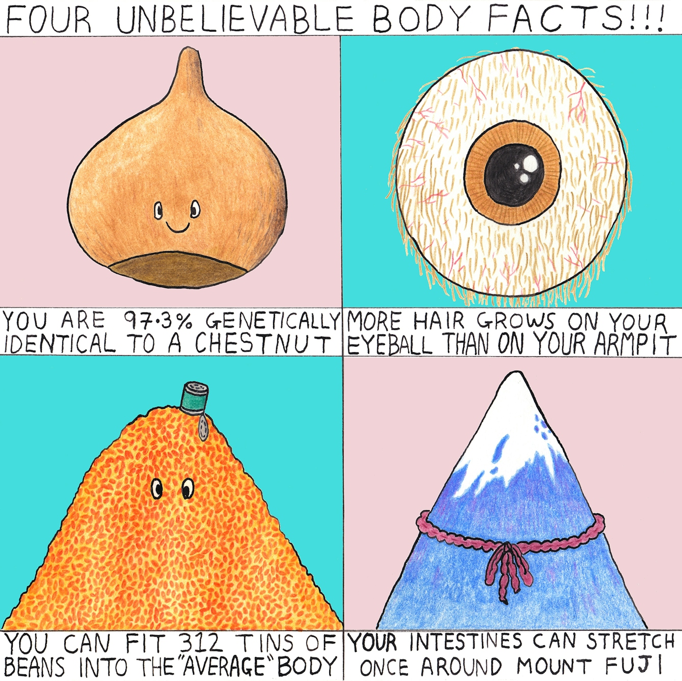 Four unbelievable body facts!!! You are 97.3% genetically idential to a  chestnut. More hair grows on your eyeball than your armpit. You can fit 312 tins of beans into the 'average' body. Your intestines can stretch once around Mount Fuji.