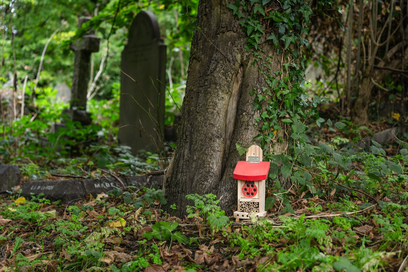 Photograph of an insect hibernation house sitting within the surroundings of a cemetery, with grave stones and ivy.