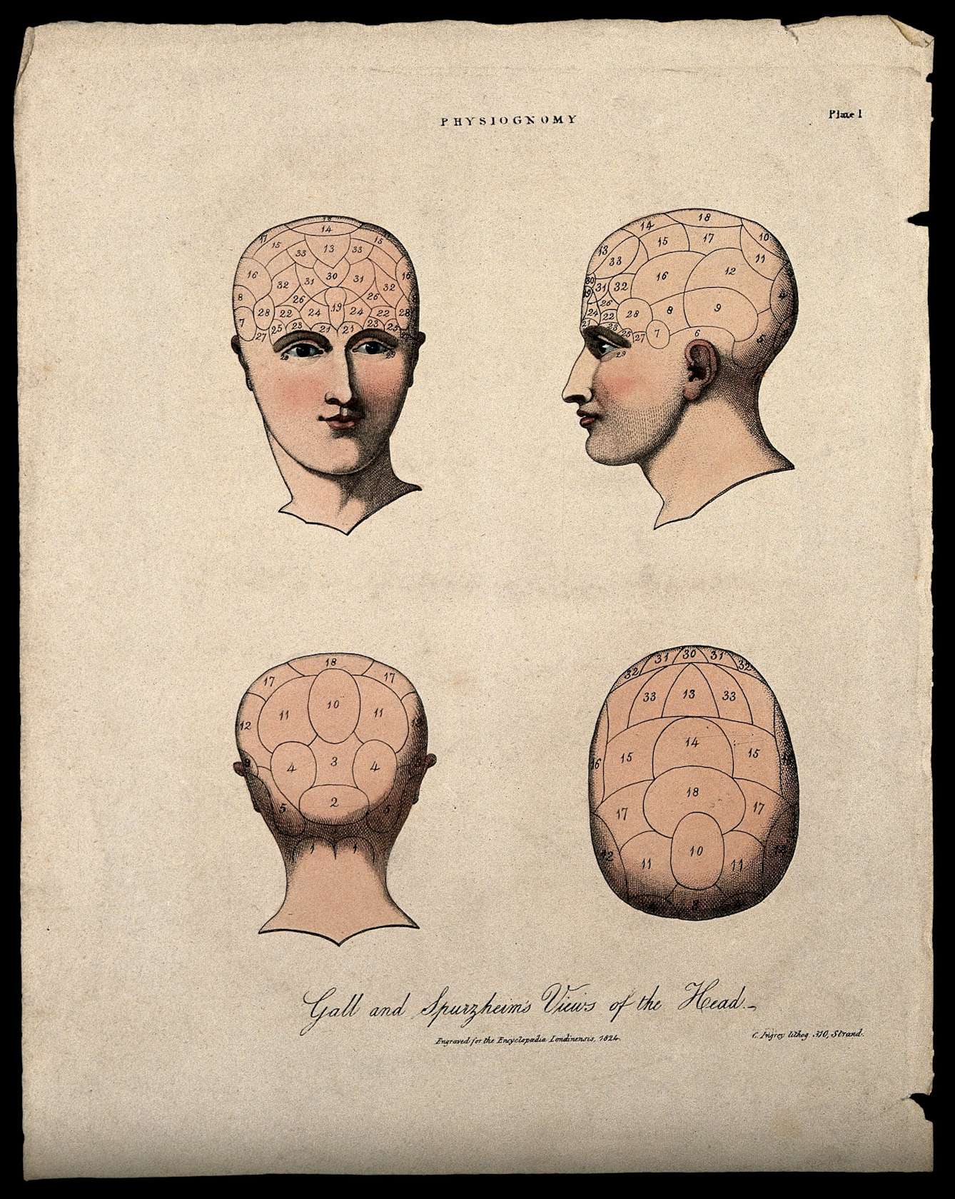 Four views of a human head, sketched with their functional divisions.
