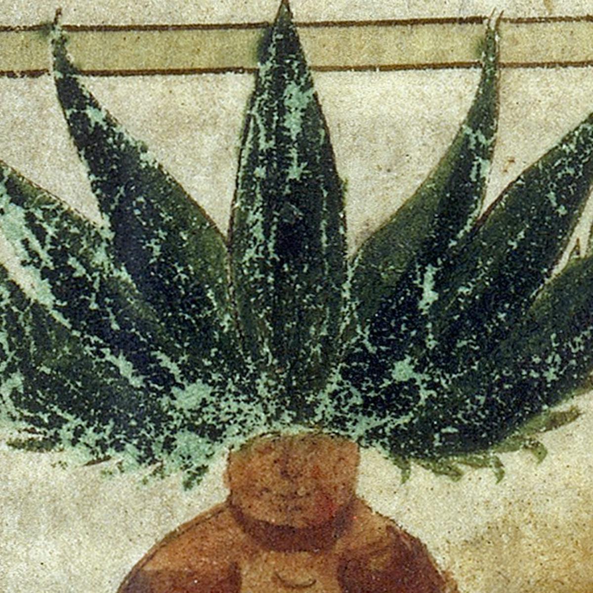 Medieval herbal image of mandrake
