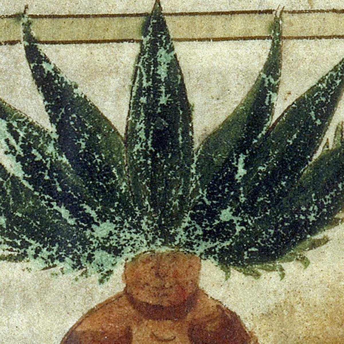 Medieval herbal image of mandrake