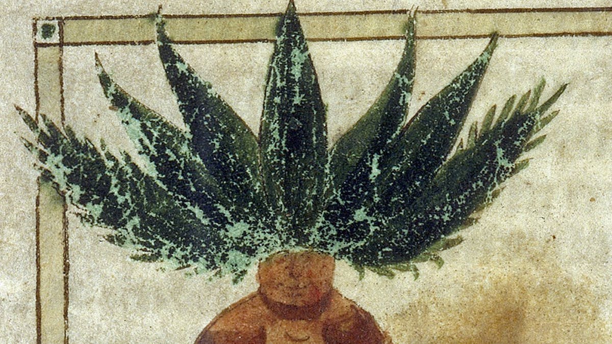 Medieval herbal image of mandrake 