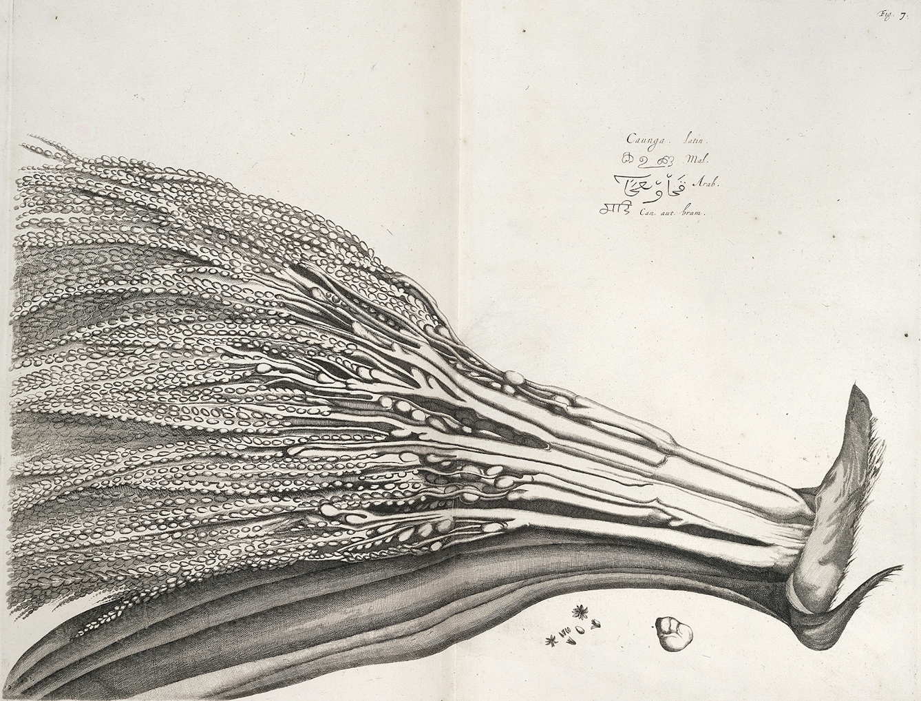 A black and white engraving of part of a leafy plant.