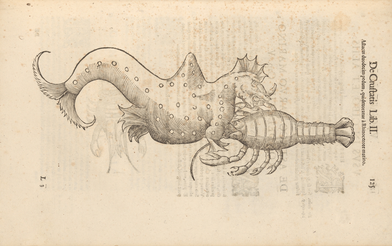 Photograph of a woodcut illustration in a 17th century early printed book, depicting a strange hybrid creature.