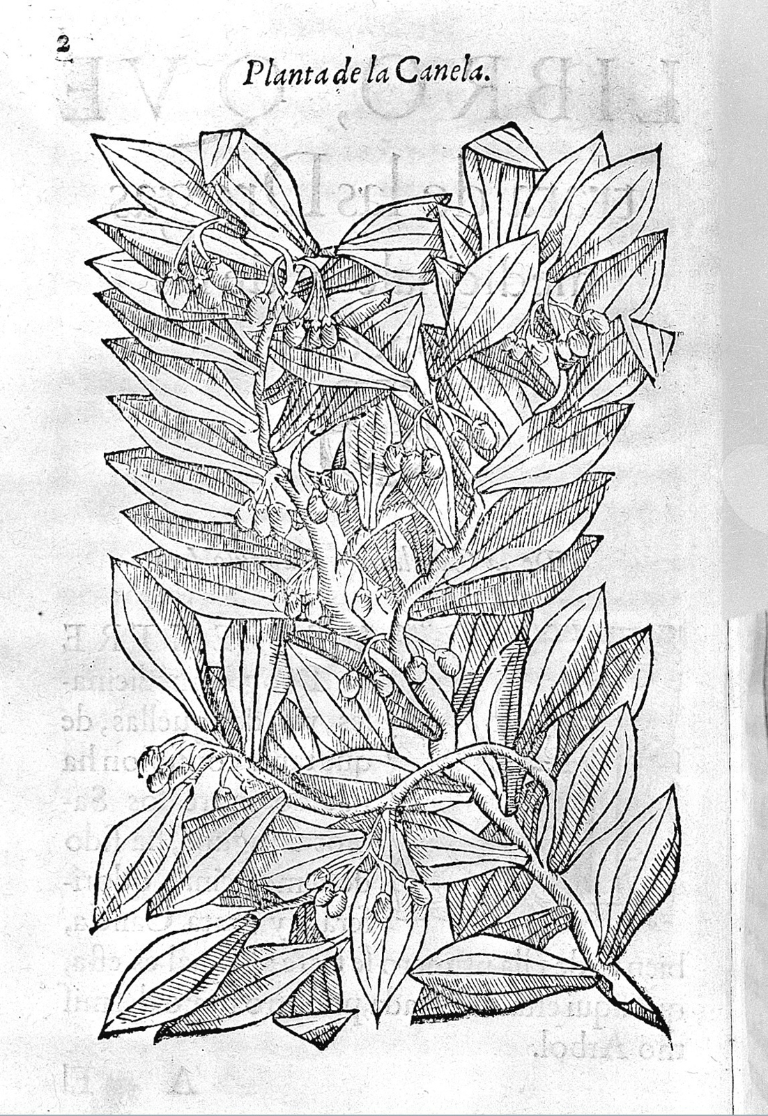 Photograph of a single page from a book showing a page-size, black and white engraving of a plant.