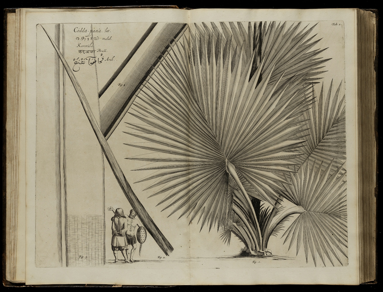 A photograph of a book opened onto a black and white engraving of a plant, which fills the entire double-page spread.