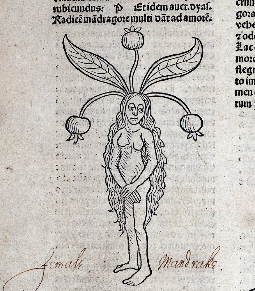 Drawing of a female mandrake root from Ortus Sanitatis