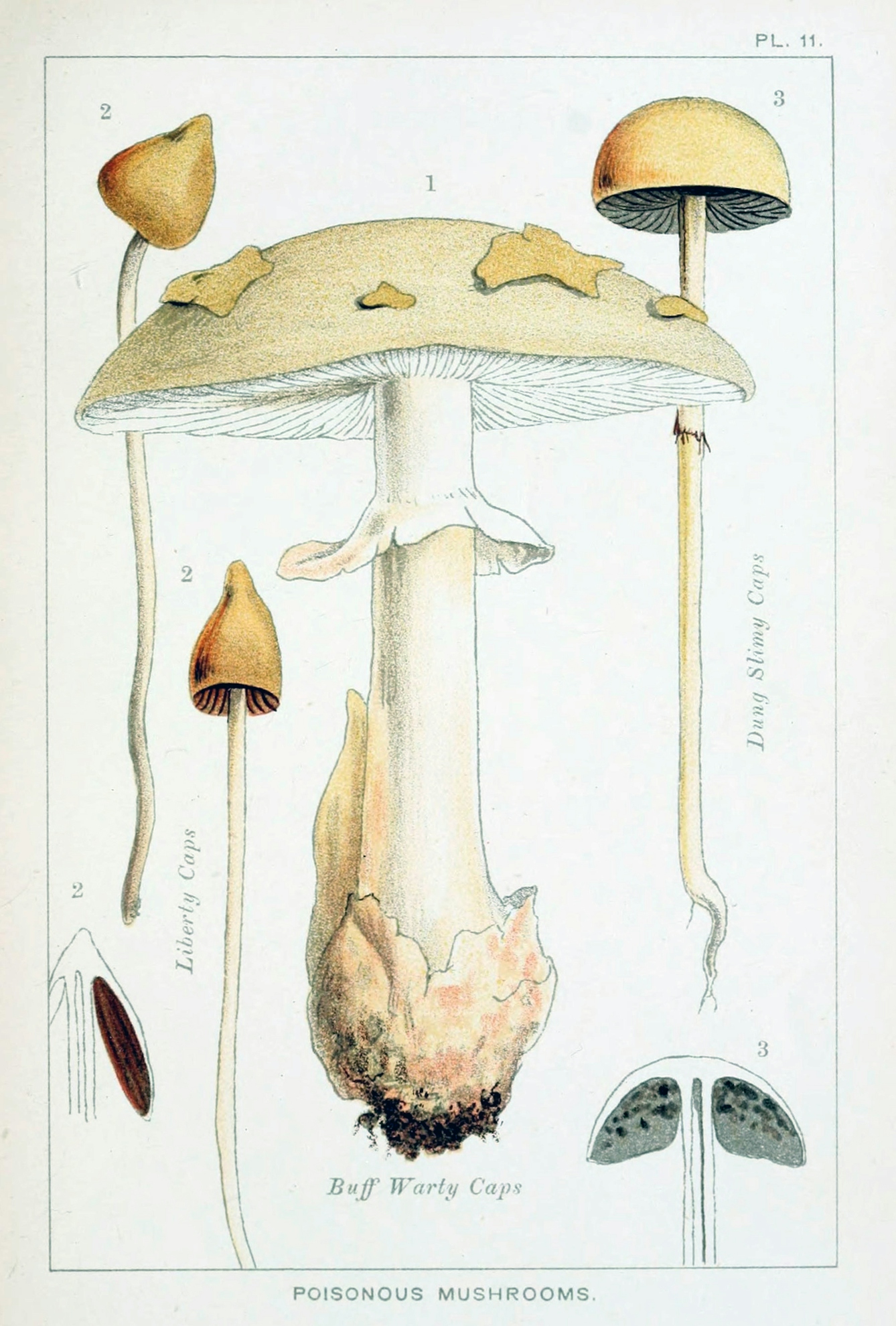 Illustration page. Coloured plate depicts three varieties of poisonous mushrooms: Liberty Caps, Buff Warty Caps, and Dung Slimey Caps. All are yellow-white mushrooms with a slender stalk.