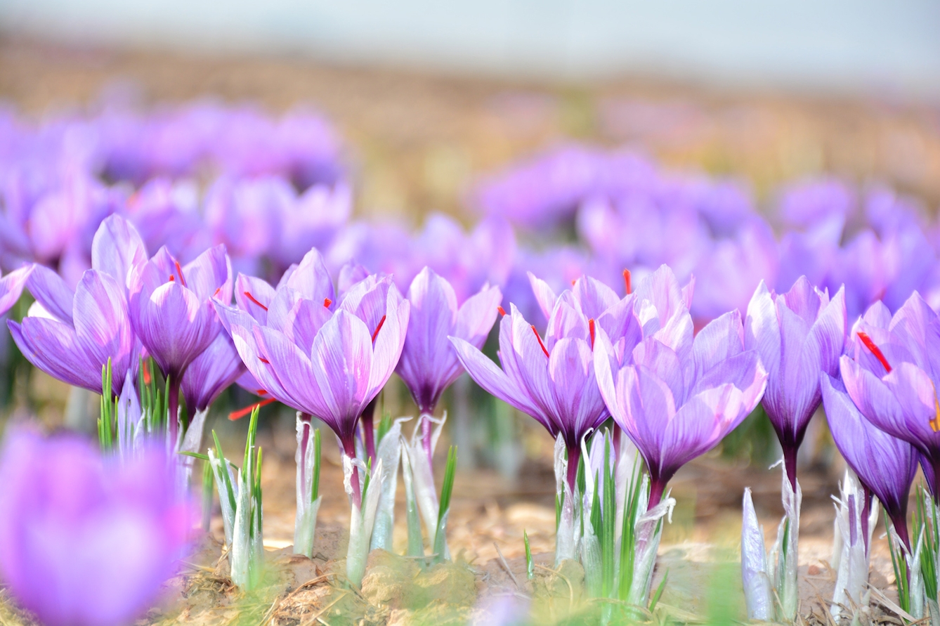 Close-up of a field of purple flowering Crocus sativus plants