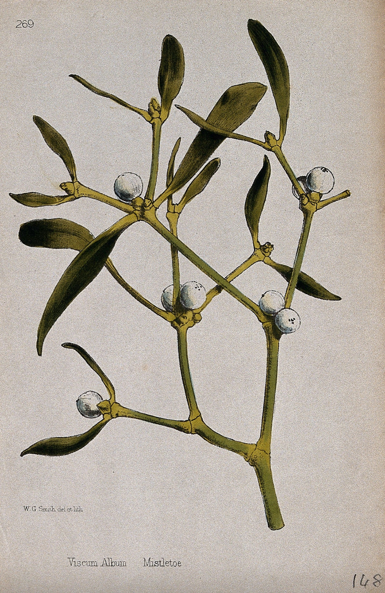 Illustration of Mistletoe